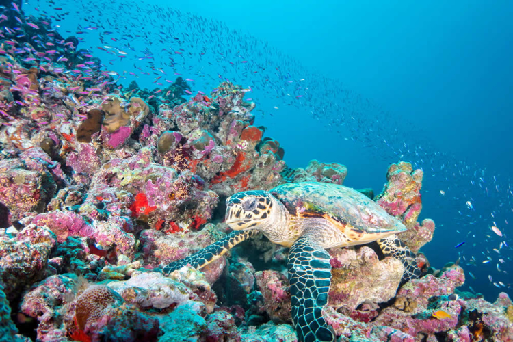 The Maldives coral  might contain extremely valuable properties.